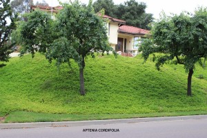 Aptenia cordifolia